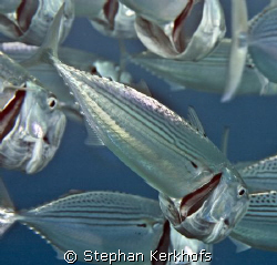 Striped mackerel ( rastrelliger kanagurta) taken with 105mm. by Stephan Kerkhofs 